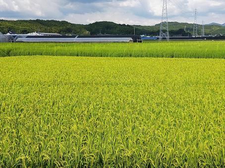 頭垂れる稲穂 頭垂れる稲穂 八女市,福岡県,田んぼの写真素材