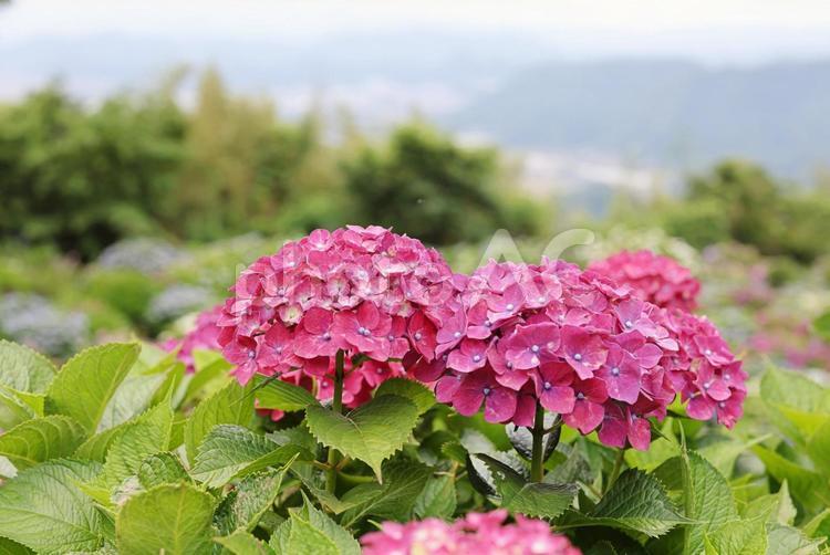 大聖寺のアジサイ アジサイ,紫陽花,アジサイ寺の写真素材