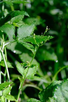 Photo, three-leaved, three leaves, sunset hibiscus (hibiscus manihot), 