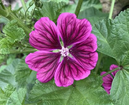 マロウ マロウの写真