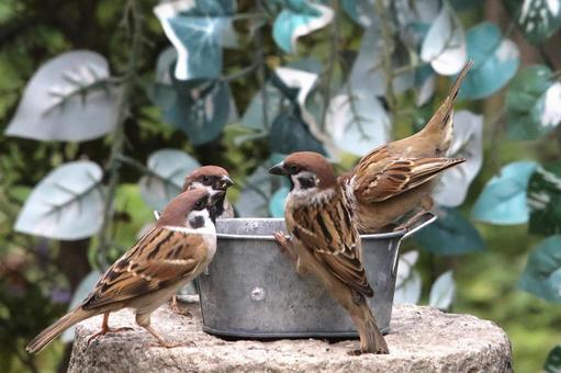 すずめ餌場群れ すずめ餌場群れ 自然,野鳥,小鳥の写真素材