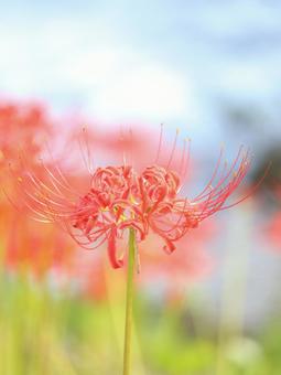 Photo, marlin, higambana, autumn, 