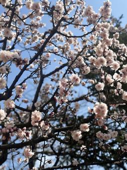 早咲きの桜 早咲きの桜の写真