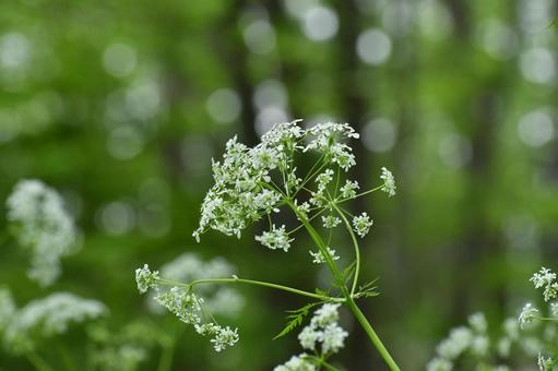 Photo, shaku, wild vegetables, plant, 