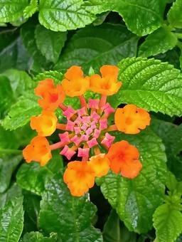 ランタナ ランタナ 花,オレンジ色,初秋の写真素材