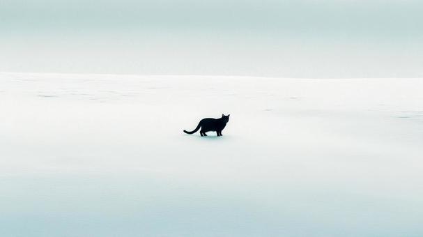 雪の中を黒猫が歩く 雪の中を黒猫が歩くの写真