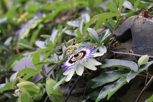 白い花びらのトケイソウの花 白い花びらのトケイソウの花の写真
