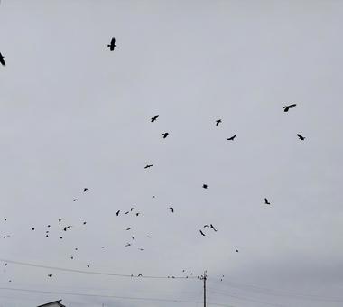 曇り空に大量のカラスが飛んでいた 曇り空に大量のカラスが飛んでいたの写真
