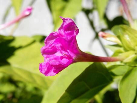 【花の写真】オシロイバナ（白粉花 オシロイバナ,白粉花,赤の写真素材