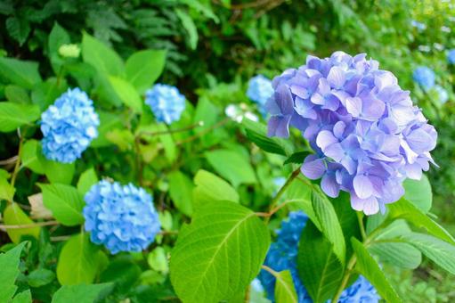紫陽花(多賀城跡あやめ園) 紫陽花(多賀城跡あやめ園)の写真