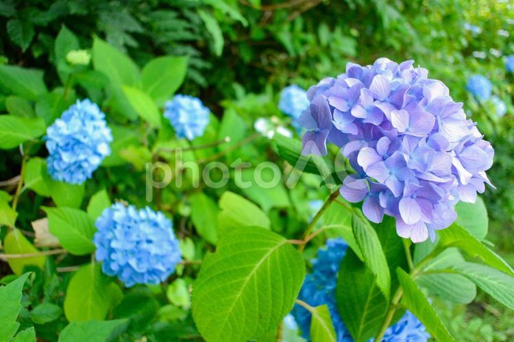 紫陽花（多賀城跡あやめ園） あじさい,アジサイ,紫陽花の写真素材