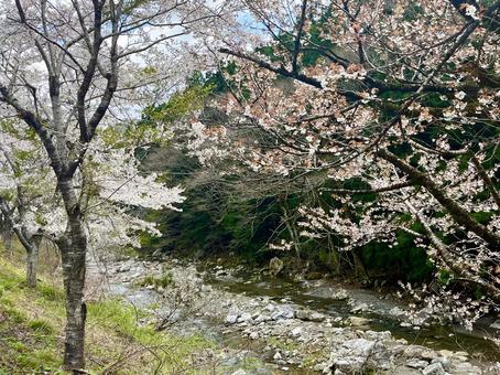 小川と桜 小川と桜の写真