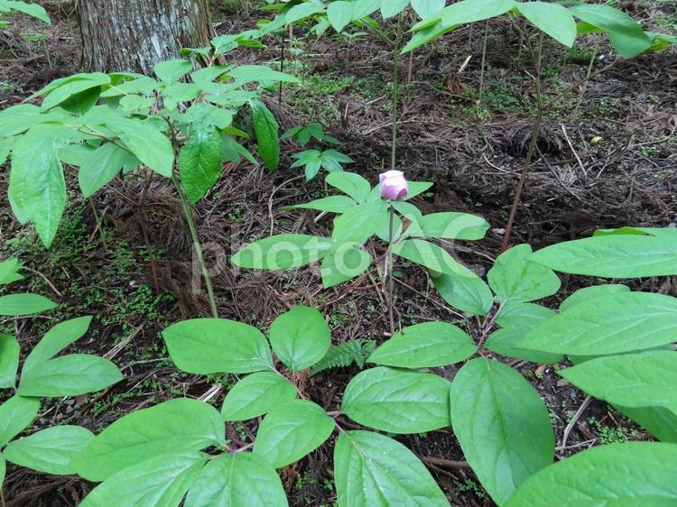 ベニバナヤマシャクヤク／紅花山芍薬（花） 花,葉,植物の写真素材