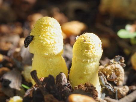 幸運のキノコ　お釈迦様 コガネキヌカラカサタケ,カラカサタケ,キノコの写真素材