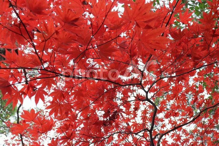 秋の訪れを告げる、一面鮮やかな紅葉 紅葉,カエデ,秋の写真素材
