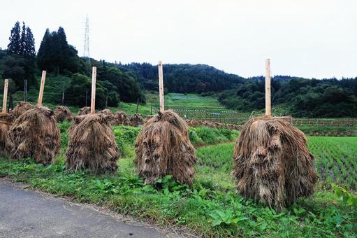 棚田の稲杭雨上がり(山形県山辺町大蕨) 棚田の稲杭雨上がり(山形県山辺町大蕨) 棚田,稲杭,水田の写真素材