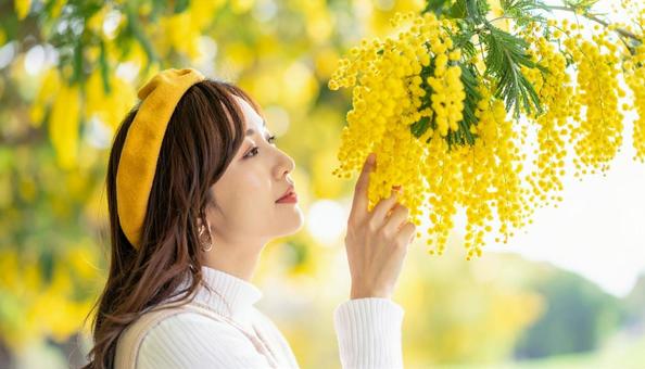 ミモザを鑑賞する日本人女性 ミモザを鑑賞する日本人女性の写真