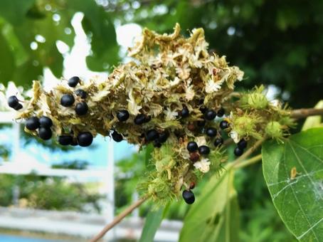 Photo, flower, fruit, mallotus japonicus, 