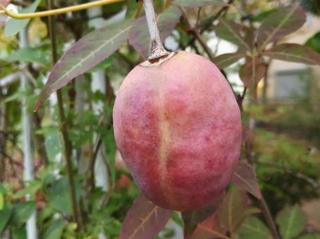 不老長寿の果実のムベの写真