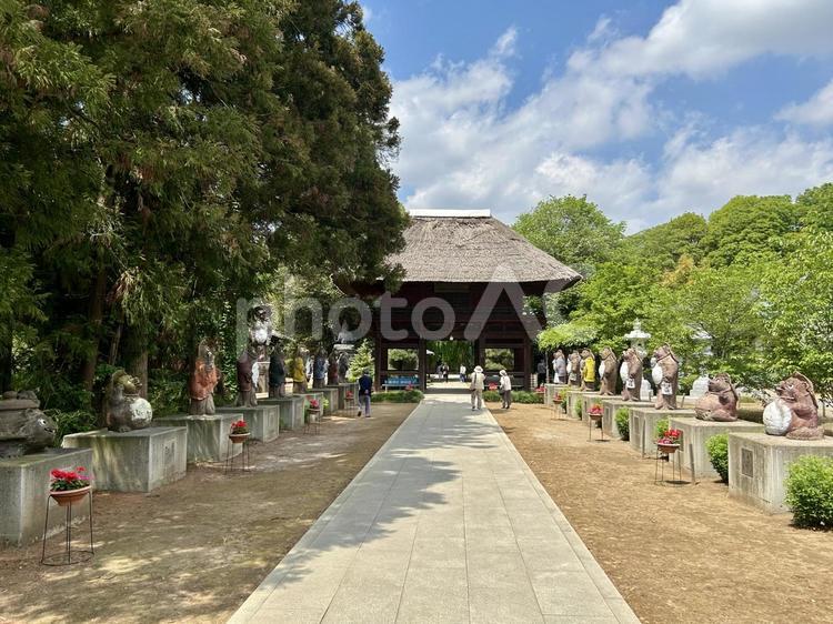 狸がお出迎え茂林寺 茂林寺,もりんじ,たぬきの写真素材