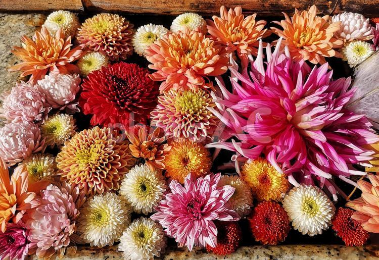 ダリアが浮かぶ花手水　 花手水,フローティングフラワー,花の写真素材