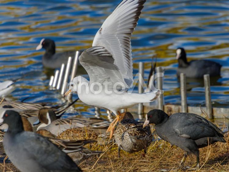 冬の水辺で集うユリカモメとオオバンたち ユリカモメ,オオバン,鳥の写真素材