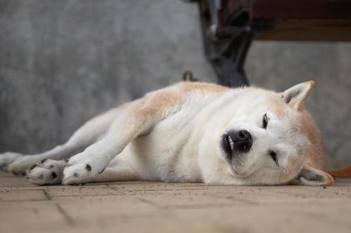 柴犬の寝顔 柴犬の寝顔 犬,柴犬,可愛い犬の写真素材