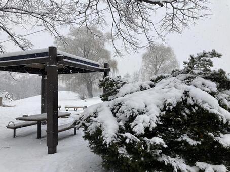 冬の公園 冬,雪,公園の写真素材