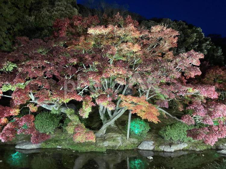 栗林公園ライトアップ 香川県,栗林公園,紅葉の写真素材