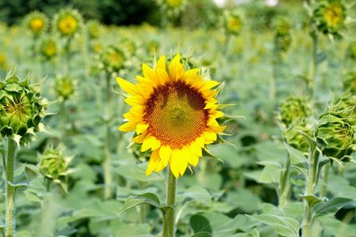 夏の青空とひまわり畑 夏の青空とひまわり畑の写真