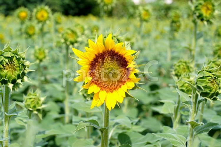 夏の青空とひまわり畑 花・植物,ひまわり,向日葵の写真素材