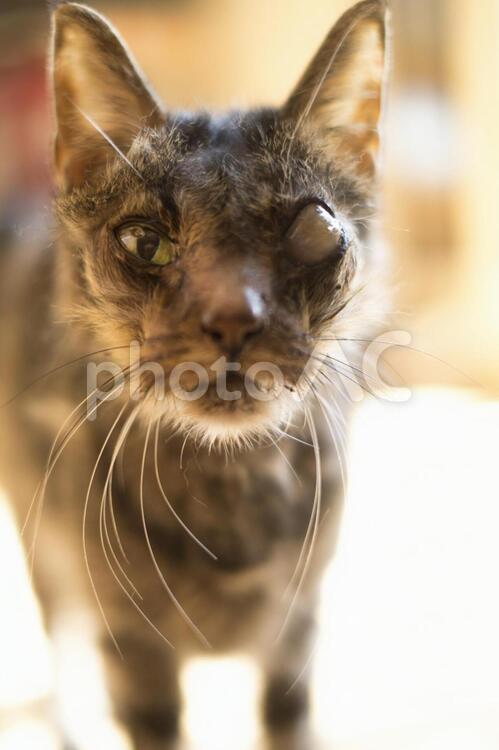 病気の猫の介護 猫,ねこ,ネコの写真素材