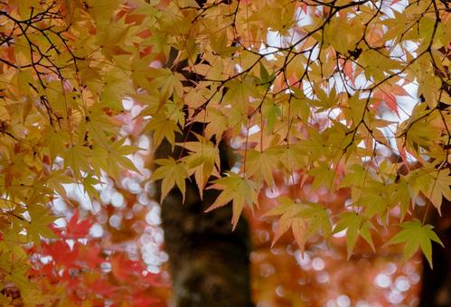 紅葉前のモミジの葉 紅葉前のモミジの葉の写真