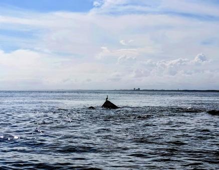 海と岩に止まる鳥 海と岩に止まる鳥の写真
