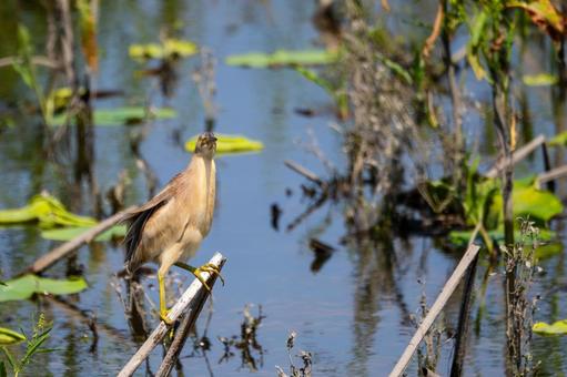 Photo, bird, yellow bittern, wild bird, 