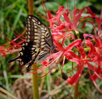 彼岸花に留まる蝶の羽根 彼岸花に留まる蝶の羽根 蝶,クローズアップ,秋の写真素材