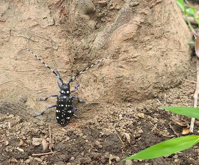 カミキリムシ カミキリムシ カミキリムシ,昆虫,虫の写真素材