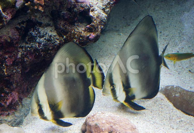 ニューカレドニア水族館　ツバメウオ ニューカレドニア,ヌーメア,２０１４年の写真素材