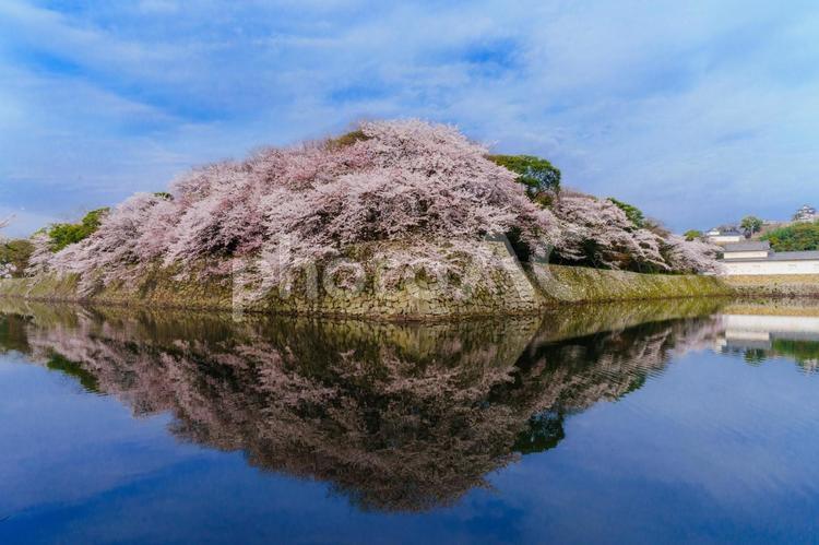 満開の彦根城 風景,桜,満開の写真素材