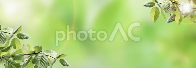 初夏の新緑の葉と木漏れ日の光 初夏,新緑,木漏れ日の写真素材