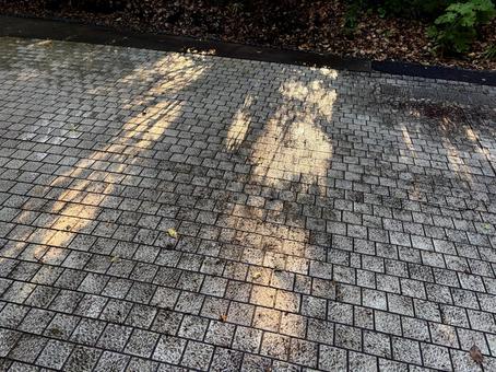 木漏れ日 木漏れ日の写真