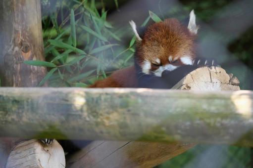 木の上のレッサーパンダ 木の上のレッサーパンダ レッサーパンダ,動物,かわいいの写真素材