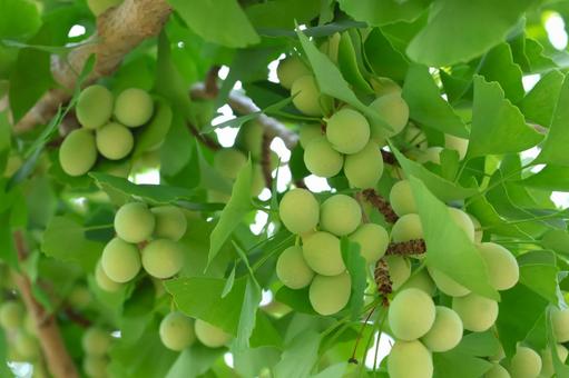 Ginkgo nuts in midsummer, JPG Ginkgo nuts in midsummer, JPG