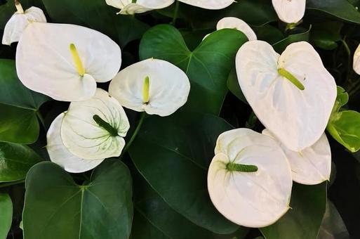 アンスリウム９の写真