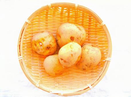 じゃがいも1 じゃがいも1の写真