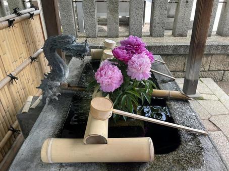 花手水(芍薬) 花手水(芍薬) 花手水,シャクヤク,手水舎の写真素材