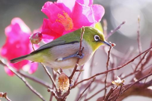 山茶花と可愛いメジロ 山茶花と可愛いメジロ 鳥,メジロ,花の写真素材