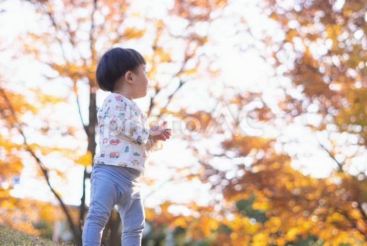 紅葉を楽しむ男の子 子供,子ども,こどもの写真素材