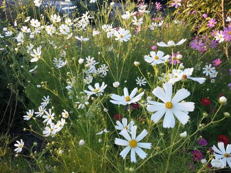 コスモスの写真