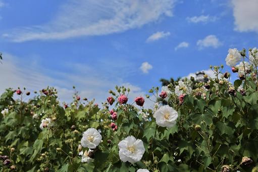 秋空と酔芙蓉 秋空と酔芙蓉の写真